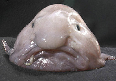 Aparência do peixe-bolha fora de água, com uma pressão que ronda 1 atm. O seu aspeto é consideravelmente diferente, devido à sua fisiologia.