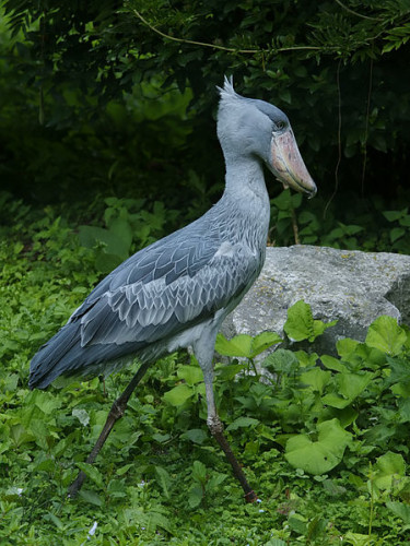 Cegonha-bico-de-sapato 3
