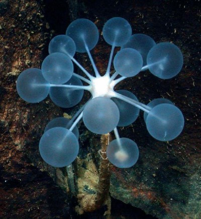 Chondrocladia lampadiglobus 1