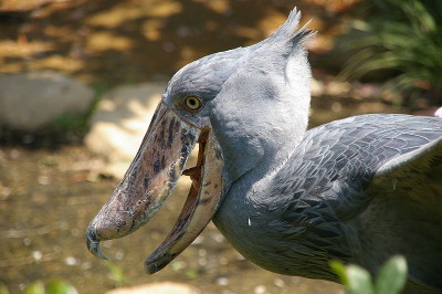 Cegonha-bico-de-sapato 2