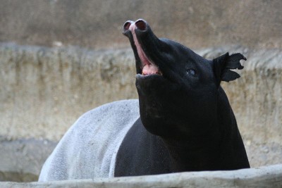 O Tapir-malaio apresenta uma pelagem parcialmente branca e outra parcialmente negra.