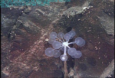 Chondrocladia lampadiglobus 2
