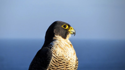 Falcão Peregrino 2