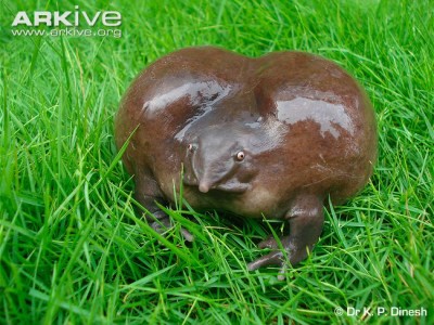 Sapo-roxo 1