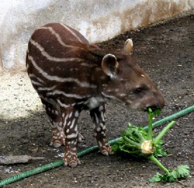 Os filhotes de Tapir apresentam uma pelagem muito específica, o que lhe permite camuflar no meio das vegetações densas e evitar possíveis predadores.