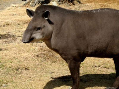 Tapir-brasileiro, "Tapirus terrestris". Licensed under CC BY-SA 2.5 via Wikimedia Commons - http://commons.wikimedia.org/wiki/File:Tapirus_terrestris.jpg#mediaviewer/File:Tapirus_terrestris.jpg