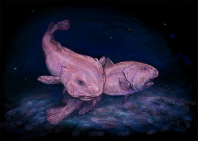 Desenho artístico de um peixe-bolha. "Two Psychrolutes marcidus" by Rachel Caauwe - Own work. Licensed under CC BY-SA 3.0 via Wikimedia Commons - http://commons.wikimedia.org/wiki/File:Two_Psychrolutes_marcidus.jpg#/media/File:Two_Psychrolutes_marcidus.jpg
