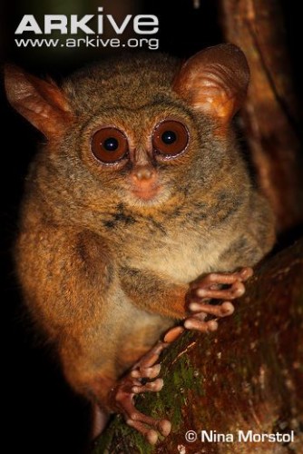 Indivíduo da espécie Tarsius tarsier.