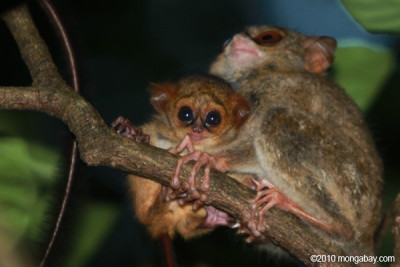 Um progenitor e a sua cria.