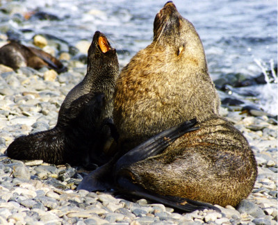 Antarctic_fur_seals