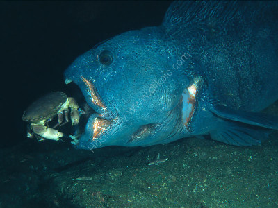 Peixe-lobo-do-atlântico 2