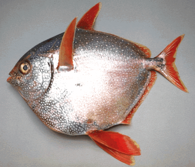 8253b009_opah1