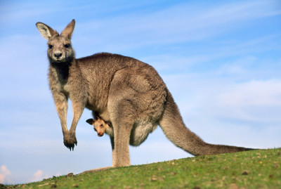 Kangaroo-12003-990x667