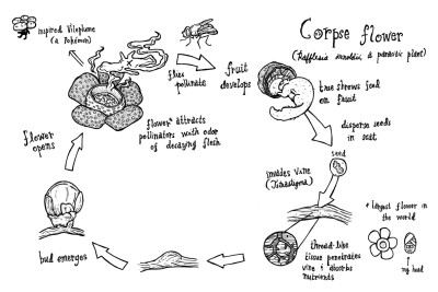 Ciclo de Vida de Rafflesia arnoldii (em inglês)