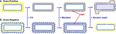 Esquema do mecanismo molecular da coloração de gram proposto por Hai-Lung Dai em bactérias gram positivo (a) e gram negativo (b). A adição do violeta de cristal (CV) e do mordente resultam na formação de um precipitado (ppt.) que fica retido na camada de peptidoglicano. Após a destrutica lavagem com álcool, a espessa camada de peptidoglicano das células gram positivo retem o ppt. enquanto que a fina camada das gram negativo é degradada permitindo a saída do ppt.