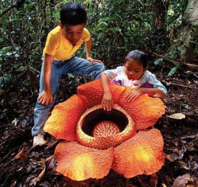 Comparação do tamanho da flor desta espécie com duas crianças.