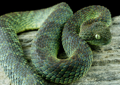 A. squamigera de cor verde.