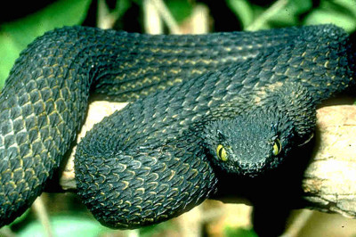 Atheris ceratophora