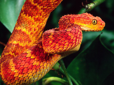 Atheris squamigera de cor avermelhada.