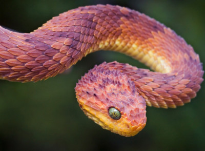 Atheris squamigera, víbora-das-árvores