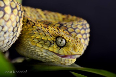 A. squamigera víbora-das-árvores.