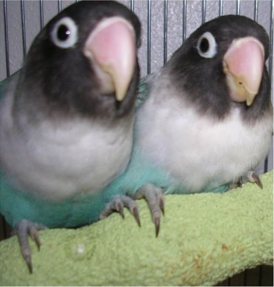 Mutante de cor azul (nota-se a ausência da cor amarela e vermelha, pois nestes mutantes nenhuma das cores foi passada dos progenitores para estes indivíduos).