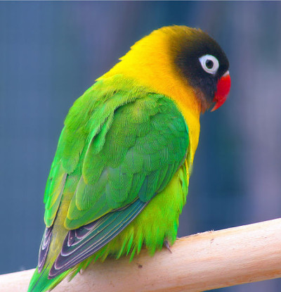 Os padrões de cores desta ave tornaram-na muito famosa e um animal de estimação peculiar.