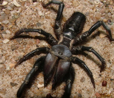Aranha-camelo 1