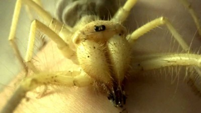 Aranha -camelo 2