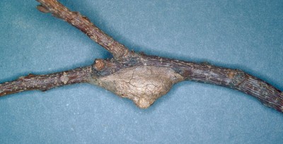 "Megalopyge opercularis coccoon" by Lacy L. Hyche, Auburn University, United States - http://www.forestryimages.org/browse/detail.cfm?imgnum=3717079. Licensed under CC BY-SA 3.0 via Commons - https://commons.wikimedia.org/wiki/File:Megalopyge_opercularis_coccoon.jpg#/media/File:Megalopyge_opercularis_coccoon.jpg