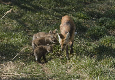 Autor: Lisa H. Ware, do Smithsonian Conservation Biology Institute.