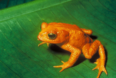 "Bufo periglenes2" by Bufo_periglenes1.jpg: Charles H. Smithvergrößert von Aglarechderivative work Purpy Pupple (talk) - Bufo_periglenes1.jpgU.S. Fish and Wildlife ServiceUploaded with derivativeFX. Licensed under Public Domain via Commons - https://commons.wikimedia.org/wiki/File:Bufo_periglenes2.jpg#/media/File:Bufo_periglenes2.jpg