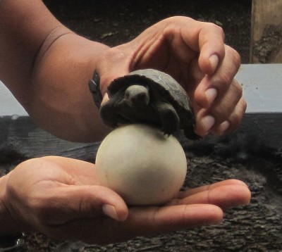 Um ovo e uma cria de uma tartaruga-das-galápagos. Autor