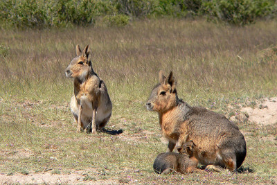 Maras adultas com suas crias. Autor: Jason Hollinger Fonte: https://www.flickr.com/photos/7147684@N03/908293012/