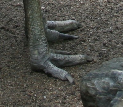 Foto detalhada das garras de um Casuar-do-sul. Consegue-se observar que as garras dos dedos mais interiores são mais compridas que os restantes. Autor: