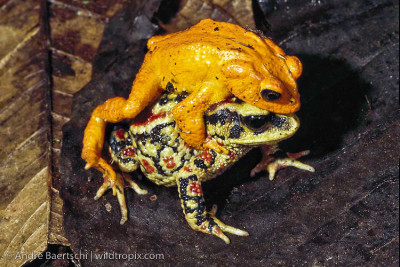 Golden Toad (Incilius periglenes), male and female in 'amplexus', montane rainforest or cloudforest, Monteverde Reserve, Costa Rica. The Golden Toad has not been seen since 1989, and is believed to be extinct.