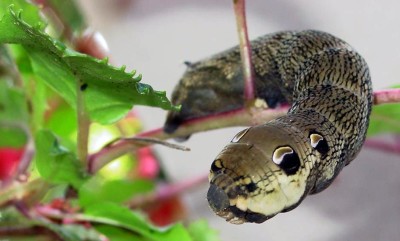 A lagarta Deilephila elpenor, na pose de cobra, com as marcas semelhantes a olhos bem visíveis.