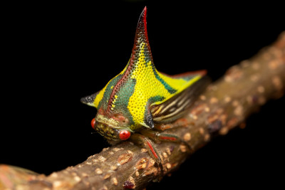 Umbonia crassicornis possui uma aprencia muito semelhante a aum espinho. Autor: Andre Moline