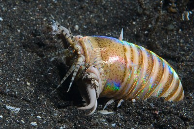Eunice aphroditois