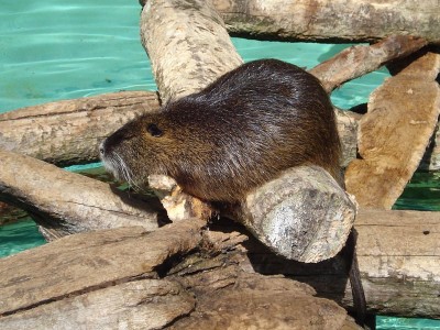 Nutria sobre uns troncos. Autor: Peter Milošević