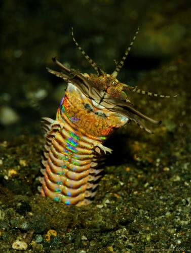 Eunice aphroditois