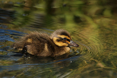 Cria de pato-real. Autor: Charles J. Sharp