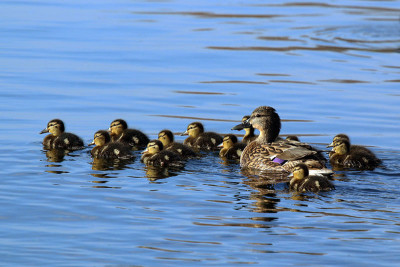 Pato-real fêmea nadando com as suas 12 crias. Autor: Charles J. Sharp.