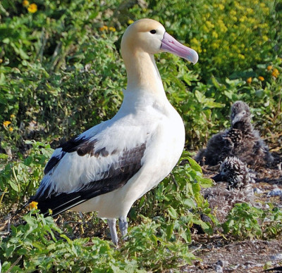 Albatroz