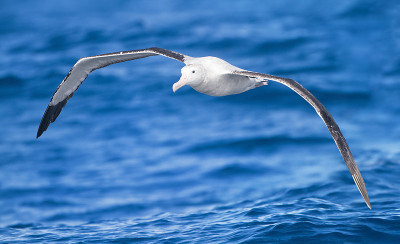 Albatroz errante