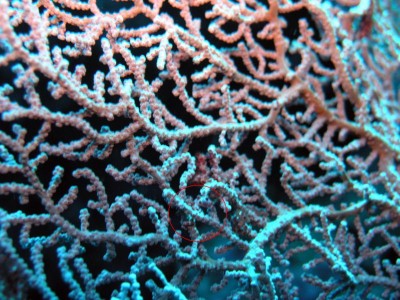 Um indivíduo da espécie Hippocampus bargibanti camuflado. Encontra-se indicado pela circunferência vermelha. Autor: Jens Petersen