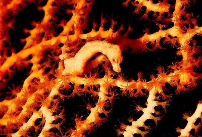 Cavalo-marinho-anão amarelo (Hippocampus denise). Autor: Jenny Huang