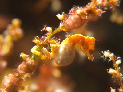 Hippocampus pontohi. Autor: Silke Baron