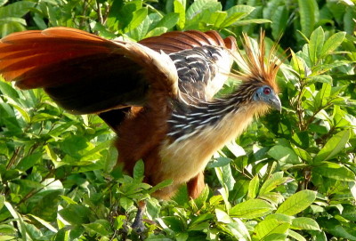 A cigana é a Ave Nacional da Guiana