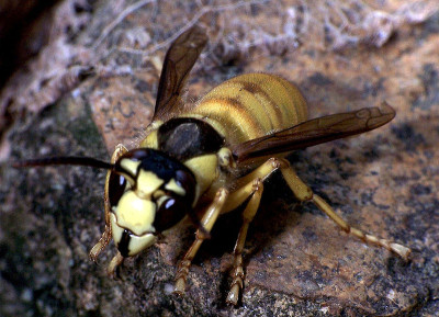 Vespa bicolor. Autor: Charles Lam.